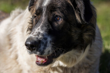 Fototapeta premium Bulgarian Shepherd or Karakachan Dog close-up face