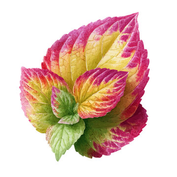 Isometric watercolor graphic of Coleus Leaf, neatly isolated on white background.