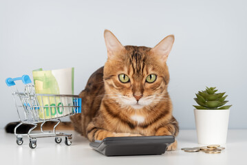 A Bengal cat with a calculator, money, and a shopping cart