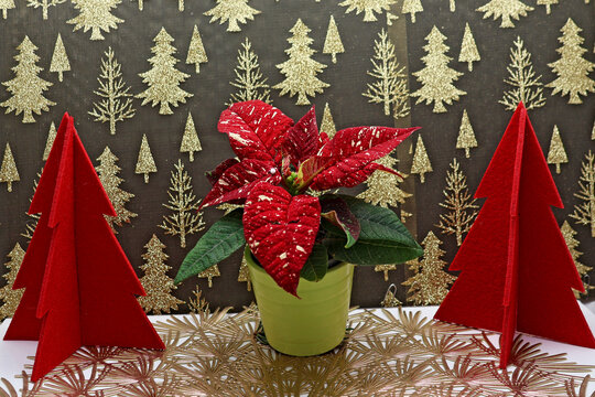 un Poinsettia offert pour No&euml;l
