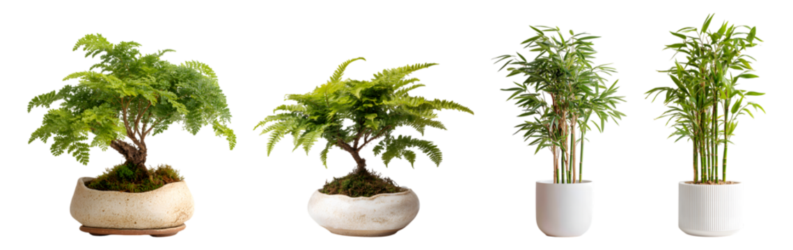 Green grass and blue sky background with a potted rosemary houseplant and a brown bonsai tree branch