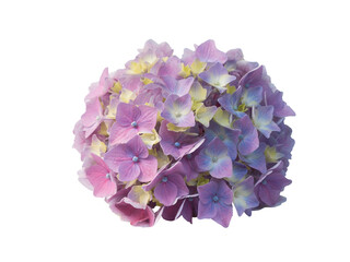 Beautiful Hydrangea Bloom with Delicate Pink and Purple Petals on a Clean White Background
