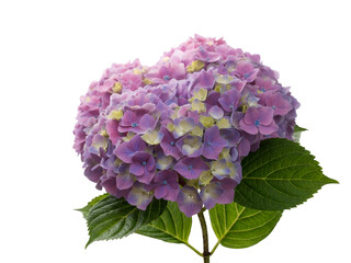 Obraz premium Stunning Purple Hydrangea Bloom Isolated on White Background with Vibrant Green Leaves