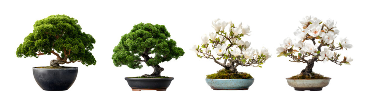 Thick.bonsai Images  Browse 1,742 Stock Photos, Vectors, and Video | Adobe  Stock