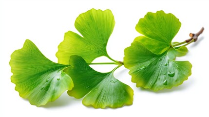 Bright green ginkgo leaves with droplets resting on them in a close-up view
