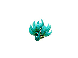Turquoise jade vine bloom, isolated on a pure white background, showcasing exotic floral beauty
