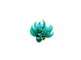Turquoise jade vine bloom, isolated on a pure white background, showcasing exotic floral beauty
