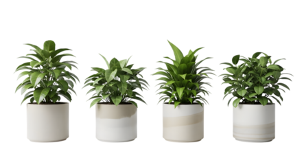 Four potted plants isolated on transparent background