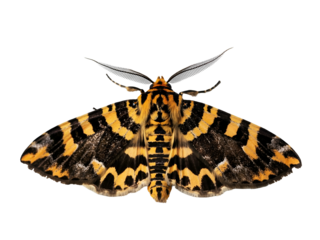 Close-up of a colorful Jersey tiger moth with detailed patterned wings on a white background
