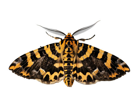 Close-up of a colorful Jersey tiger moth with detailed patterned wings on a white background