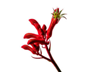 Vibrant red Kangaroo Paw flower stem with blooming buds isolated on a clean white background. A detailed close-up of the Anigozanthos plant