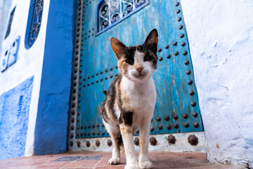 cat walks in Chefchaouen, a characteristic town in Morocco, during a cloudy day