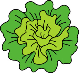 single illustration of A Lettuce