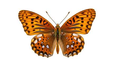 Stunning orange butterfly with intricate black and white spotted patterns on its outstretched wings, isolated on a pure white background