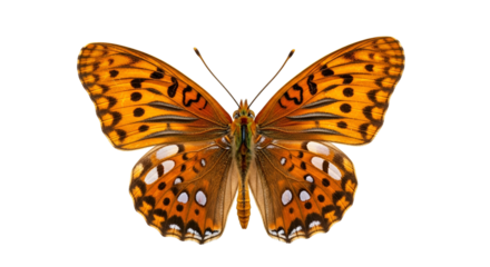 Stunning orange butterfly with intricate black and white spotted patterns on its outstretched wings, isolated on a pure white background