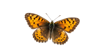 A vibrant copper-winged butterfly displaying intricate black spots, isolated on a pristine white background for detailed study