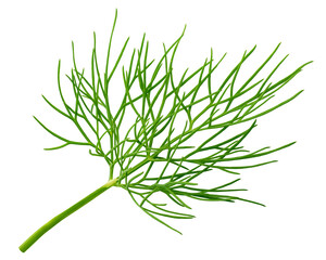 Dill isolated on white background, full depth of field