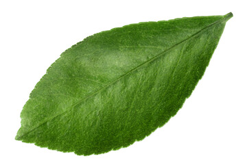 Citrus leaf, lemon, orange, grapefruit, lime, isolated, full depth of field