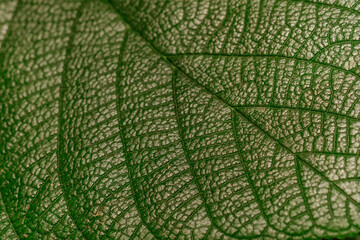 Alocasia (elephant ear) leaf in shadow for concepts of botanical beauty and tropical form