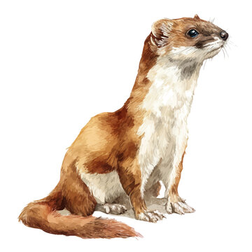Watercolor isometric vector-style illustration of Stoat, isolated on white background.