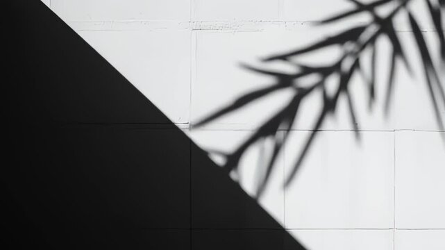 Monochrome photo of a white wall contrasting sharp diagonal shade with the soft shadow of a palm frond in the upper right corner.