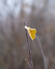 Single yellow autumn leaf with a delicate coating of hoarfrost, clinging to a bare twig.