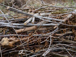 A pile of dry, cut branches and twigs. Close-up