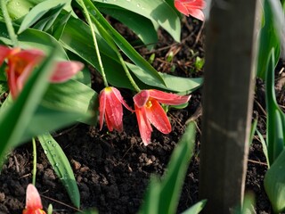 Red tulip flowers with water drops lying on the ground after rain.