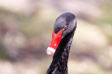 A close-up portrait of a black swan showing its striking red beak, dark feathers, and detailed facial features. Perfect for wildlife, nature, bird species.