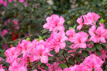 Pink azalea flowers in bloom, azalia flowers background