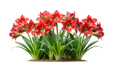 Fototapeta premium Beautiful vibrant red amaryllis flowers with green leaves on white background