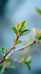 Leaf on a tree branch