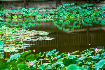 Lush lotus leaves and flowers in the pond