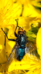 gros plan mouche bleue sur une fleur jaune, format 16:9