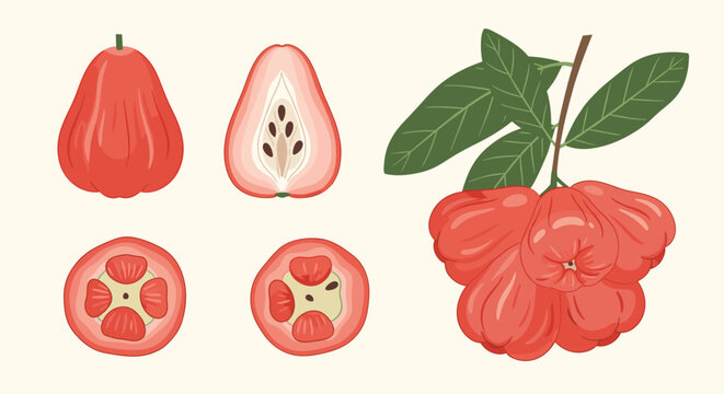 Vibrant vector illustration of ripe red rose apples, featuring whole fruits, various cross-sections with seeds, and a cluster on a leafy branch.