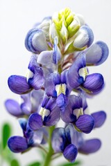 Close Up Of Purple Texas Bluebonnet With Water Droplets