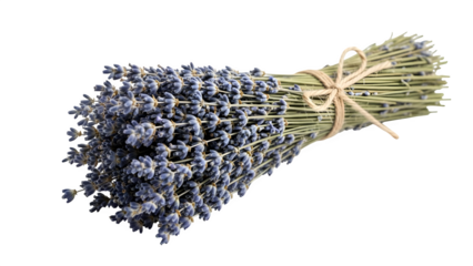 Lavender Bundle, isolated on transparent background