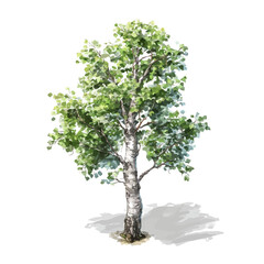 Obraz premium Silver Birch Tree in detailed isometric watercolor art, isolated on a pure white backdrop.