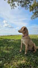 Cute golden retriever puppy sitting on green grass outdoors