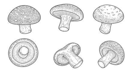 Fototapeta premium A collection of detailed mushroom sketches, depicted in a classic engraving style, offering multiple views of the fungi.