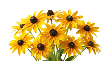 A beautiful bouquet of yellow Black Eyed Susans in full bloom