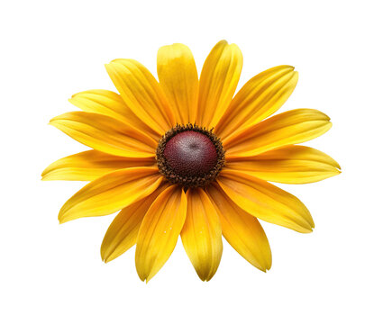 Striking BlackEyed Susan Flower with Radiant Yellow Petals and Brown Center