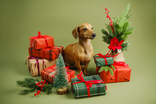Small dog sits among festive Christmas presents and green miniature trees