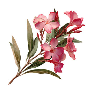 Oleander Leaf in detailed isometric watercolor art, isolated on a pure white backdrop.