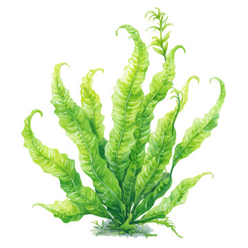 Watercolor isometric artwork featuring Elodea, presented on white background.