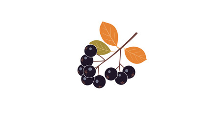 Illustration of dark purple aronia berries, or chokeberries, on a branch with vibrant orange and green autumn leaves.