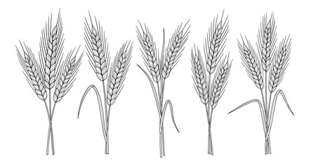 Set of rustic hand-drawn wheat ears and grain spikes, featuring detailed line art in a timeless black and white agricultural illustration.