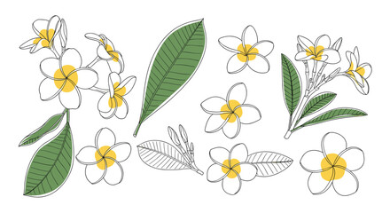 Minimalist botanical illustration of plumeria flowers and leaves with a unique dashed outline technique and subtle color accents.