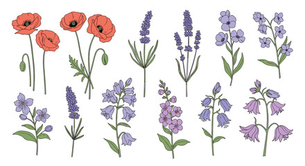 Hand-drawn botanical illustrations of vibrant spring and summer flowers, including poppies, lavender, and various bluebells.