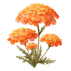 A watercolor isometric illustration of Achillea, cleanly isolated on white background. © John